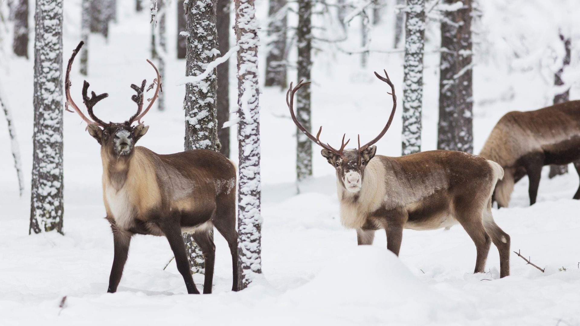 Activité en Haute-Savoie