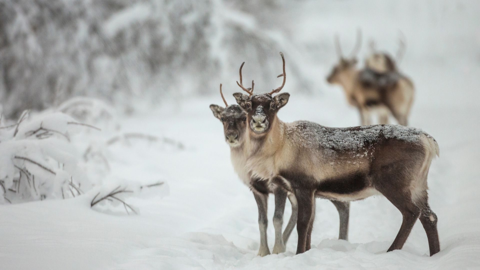 Activité en Haute-Savoie