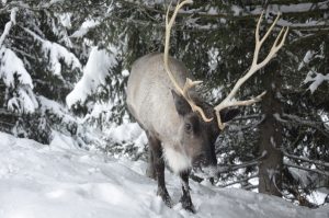 activité en Haute-Savoie élevage de rennes megève